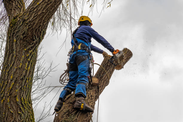 istockphoto-1449545333-612x612